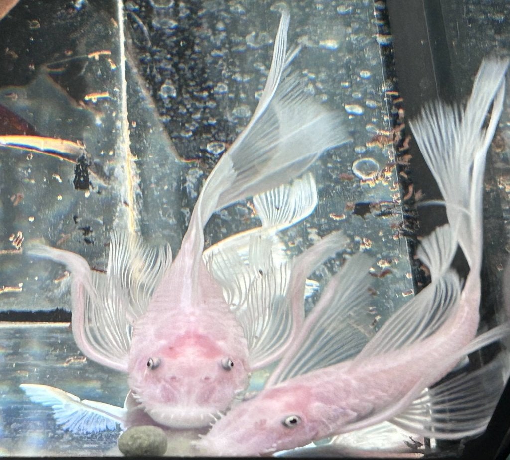 Ancistrus L144 Snow White Longfin plecos (Halfwas), Vis, Zoetwatervis