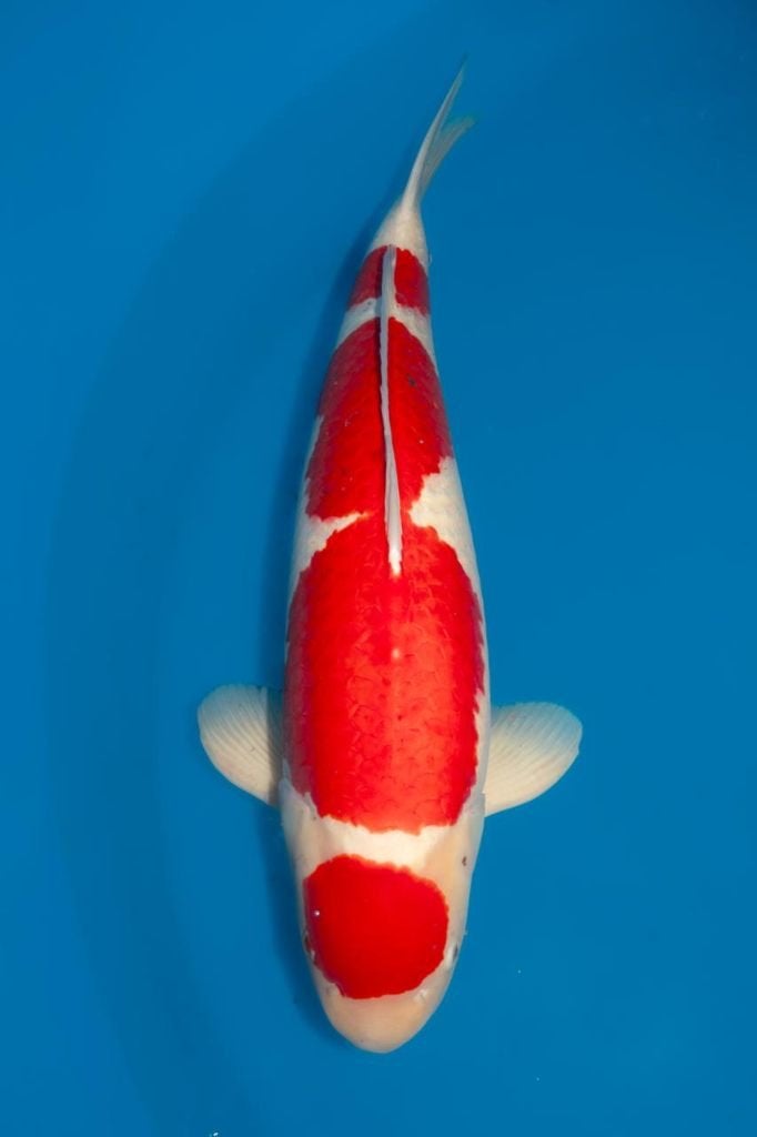 Momotaro koi 75cm met certificaat, Karper of Koi