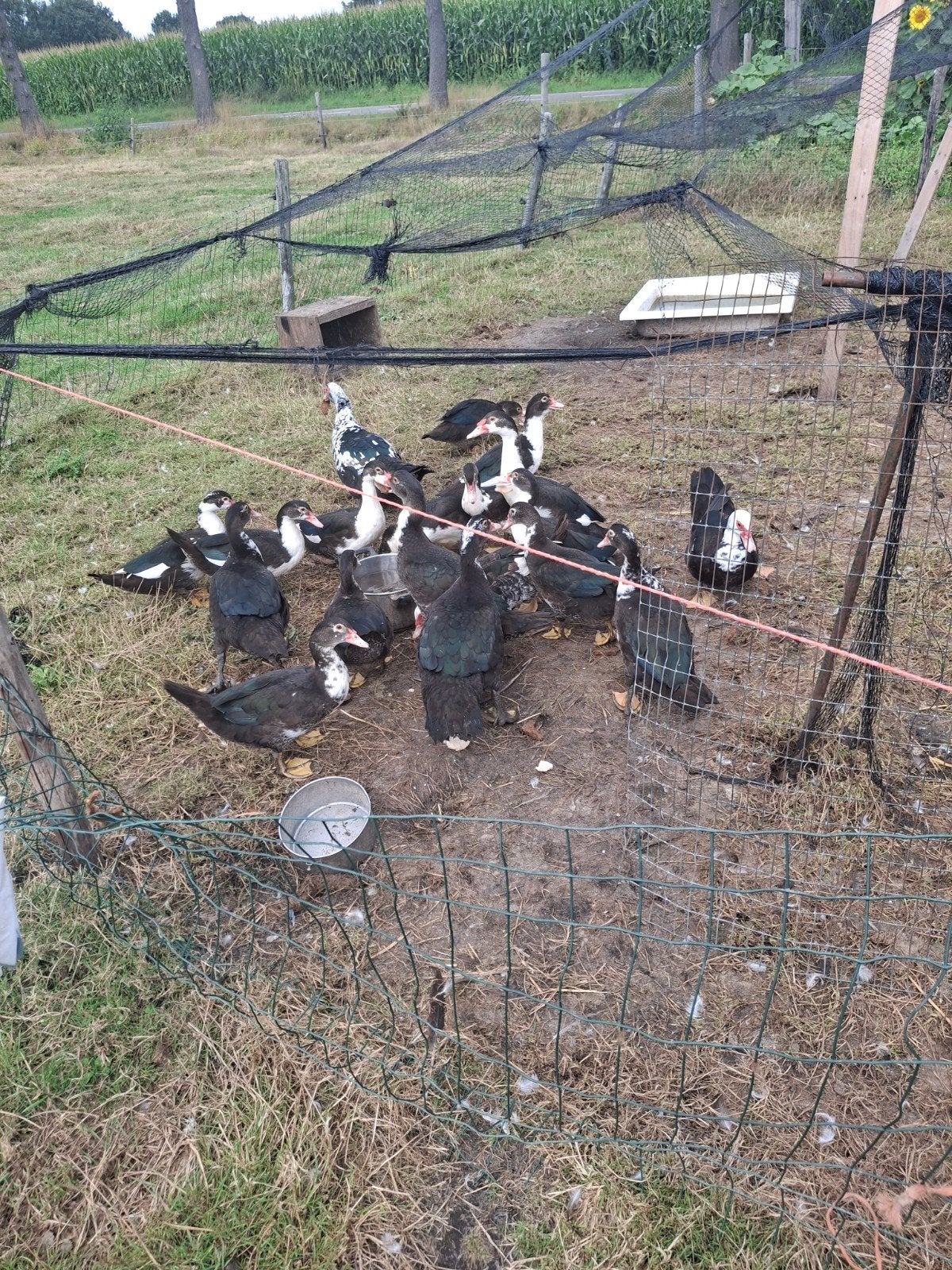kaapse eenden, Meerdere dieren, Eend