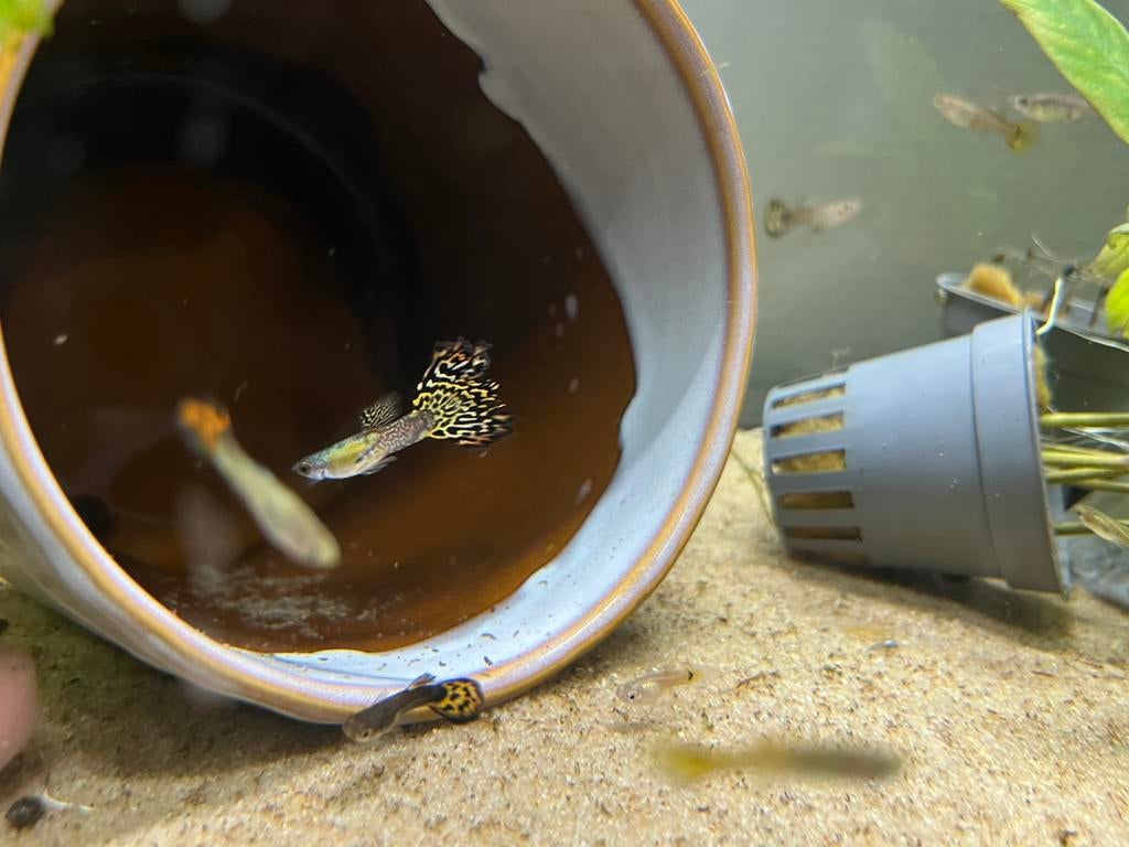 Guppy’s gezocht, Vis