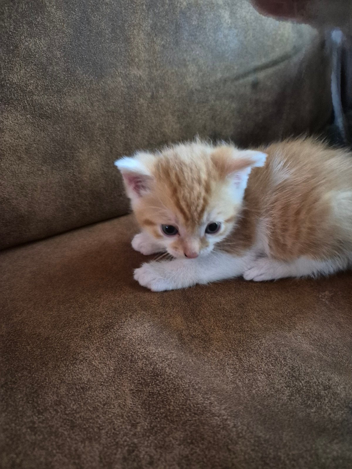 Nog 2 lieve kittens, Meerdere dieren