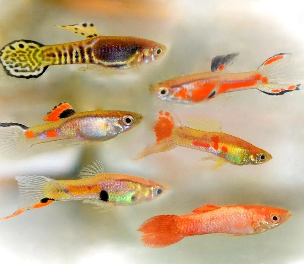 Endler gup mix man, Dieren en Toebehoren, Vissen | Aquariumvissen, Vis, Zoetwatervis