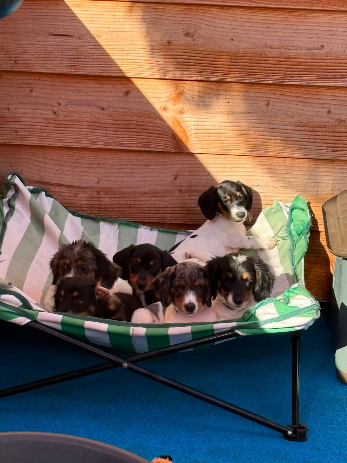 Dwerg teckel pups, Dieren en Toebehoren, Honden | Niet-rashonden, Klein, Meerdere dieren, Particulier, Meerdere, Nederland, 8 tot 15 weken