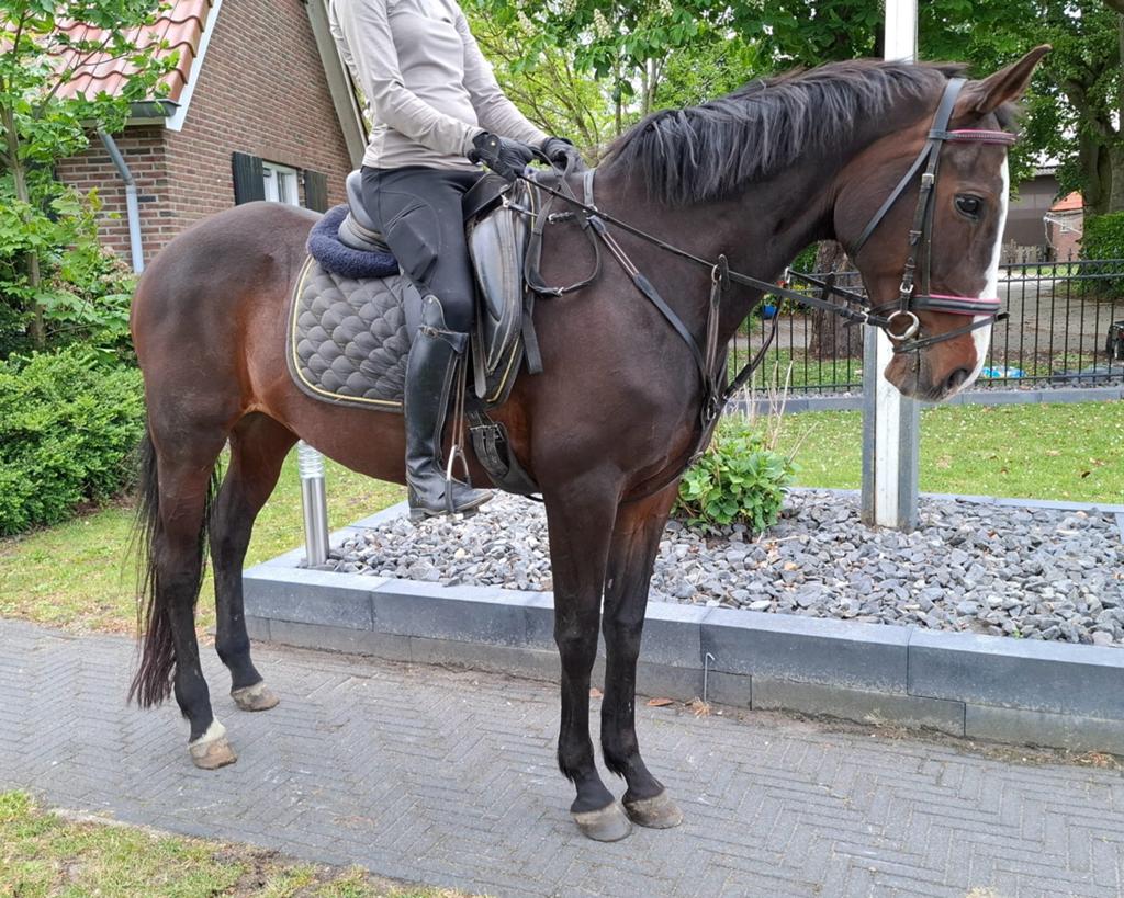 Superbrave door bijna iedereen te rijden 14 jr -1,60 mtr, Dieren en Toebehoren, Paarden, Merrie, Minder dan 160 cm, 11 jaar of ouder
