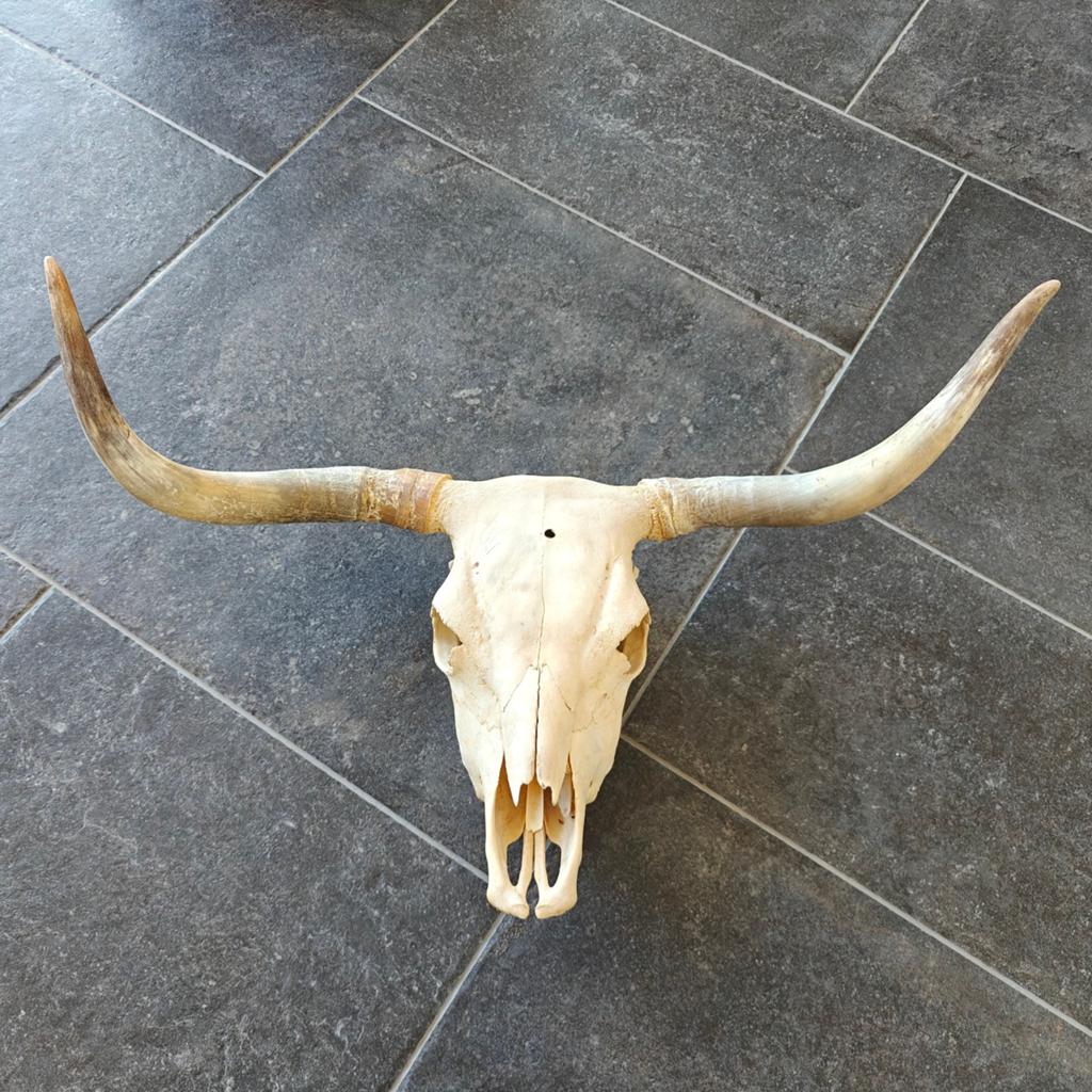 Schedel Schotse hooglander. Schedel met hoorns, Verzamelen, Dierenverzamelingen, Ophalen, Schedel