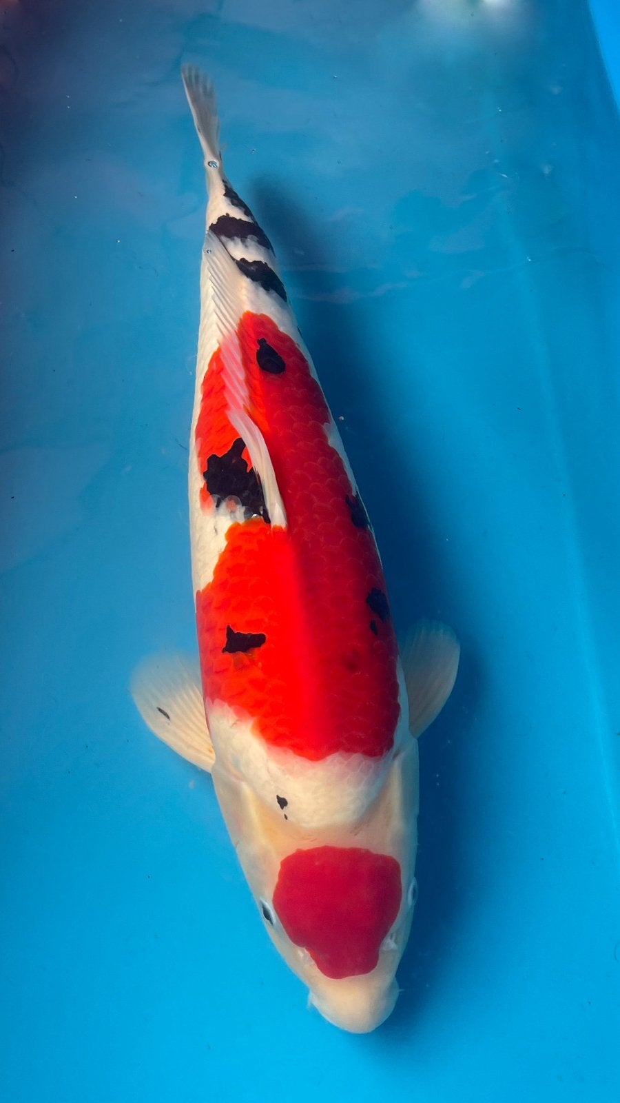 HQ Koi Vissen, Dieren en Toebehoren, Karper of Koi