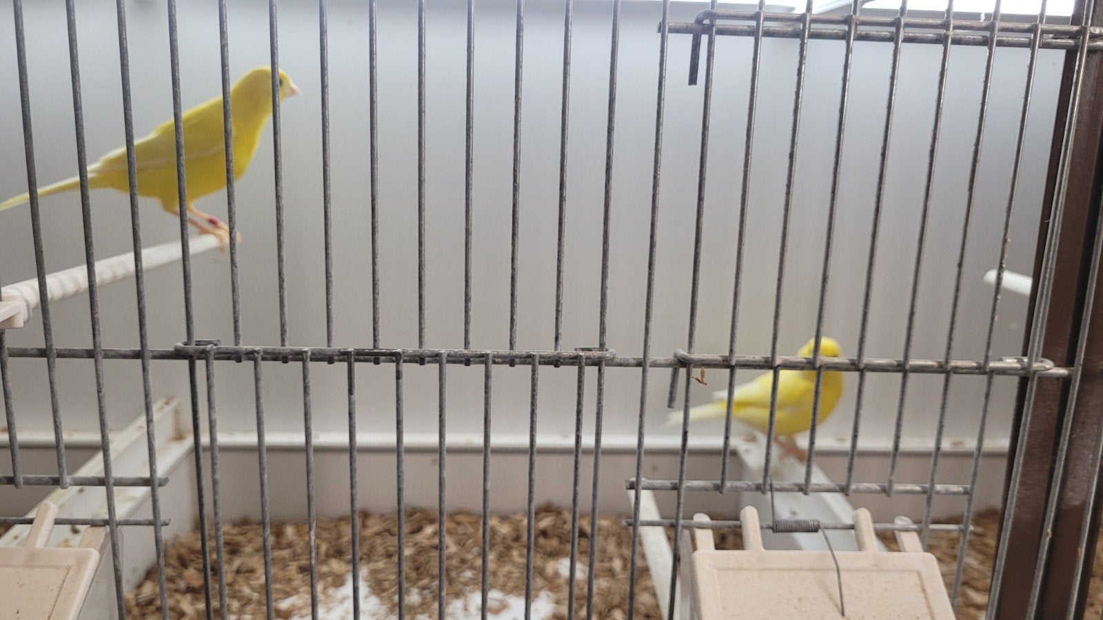 Koppel kanarie geel, Dieren en Toebehoren, Meerdere dieren, Kleurkanarie