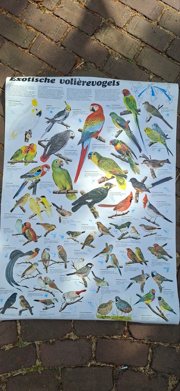 Vintage Schoolplaat Exotische Volièrevogels, Ophalen of Verzenden