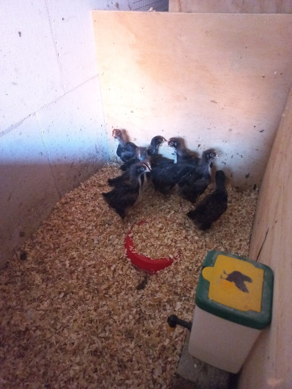 Dubbelgezoomde barnevelder kuikens., Geslacht onbekend, Kip