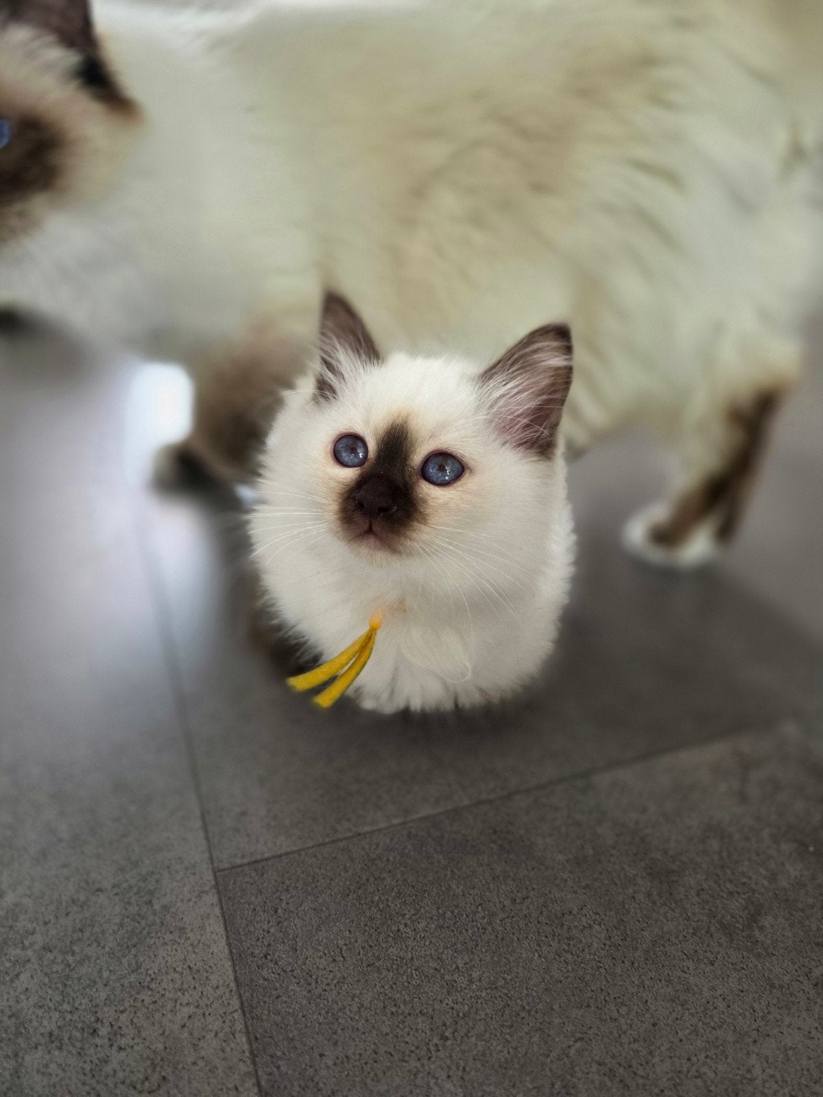 Heilige birmaan kittens met stamboom, Meerdere dieren, Met stamboom, 0 tot 2 jaar