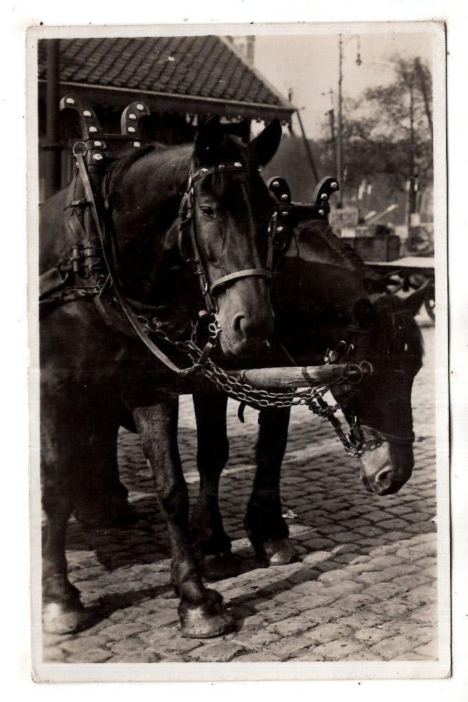 Rotterdam 1944 Haven Paarden, Ophalen of Verzenden, 1940 tot 1960, Gelopen, Zuid-Holland