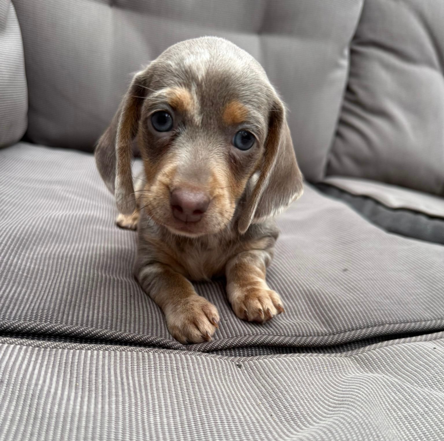 Super lieve mooie teckel pups, Dieren en Toebehoren, Parvo, 8 tot 15 weken, Korthaar, Dwerg