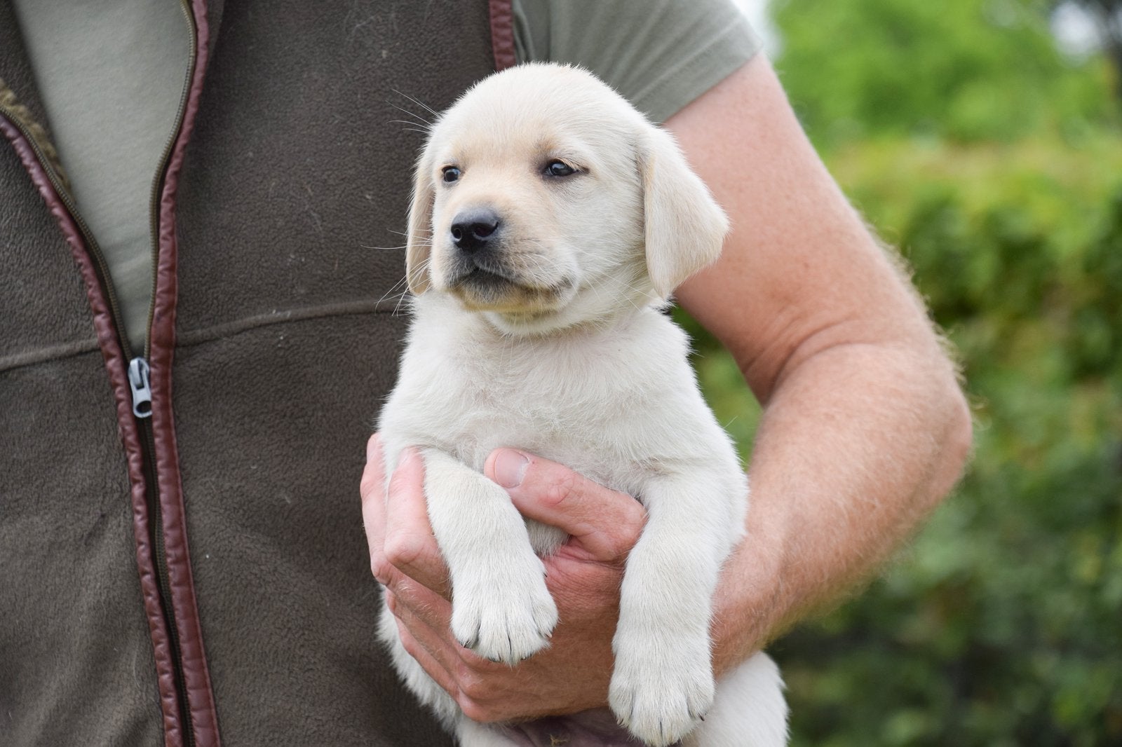 Prachtige Labrador pups met stamboom, verantwoord gefokt, Dieren en Toebehoren, Honden | Retrievers, Spaniëls en Waterhonden, 8 tot 15 weken