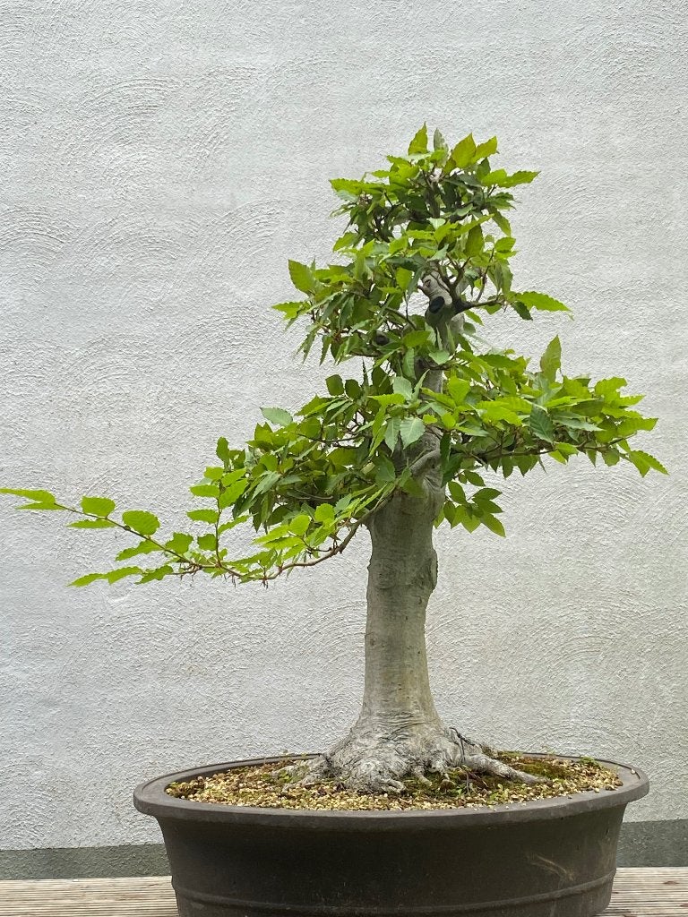Bonsai, Tuin en Terras, Planten | Bomen, Bloeit niet, Halfschaduw, Overige soorten, Minder dan 100 cm