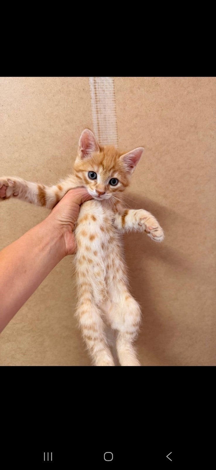 Kitten, Dieren en Toebehoren, Katten en Kittens | Overige Katten