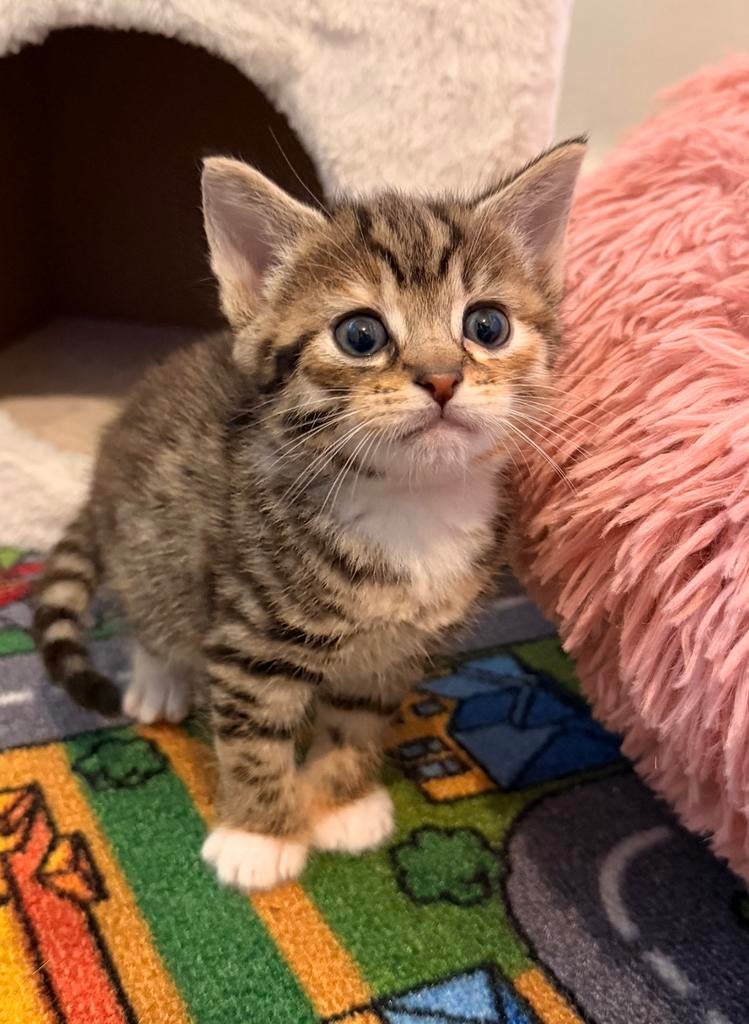 Mooie kittens te koop., Dieren en Toebehoren, Katten en Kittens | Overige Katten, Poes