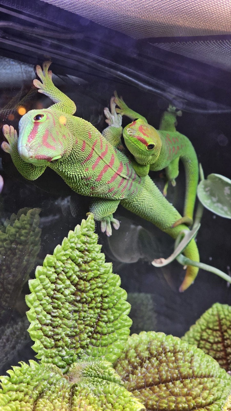 Koppel Phelsuma Grandis, Dieren en Toebehoren, Hagedis, 0 tot 2 jaar