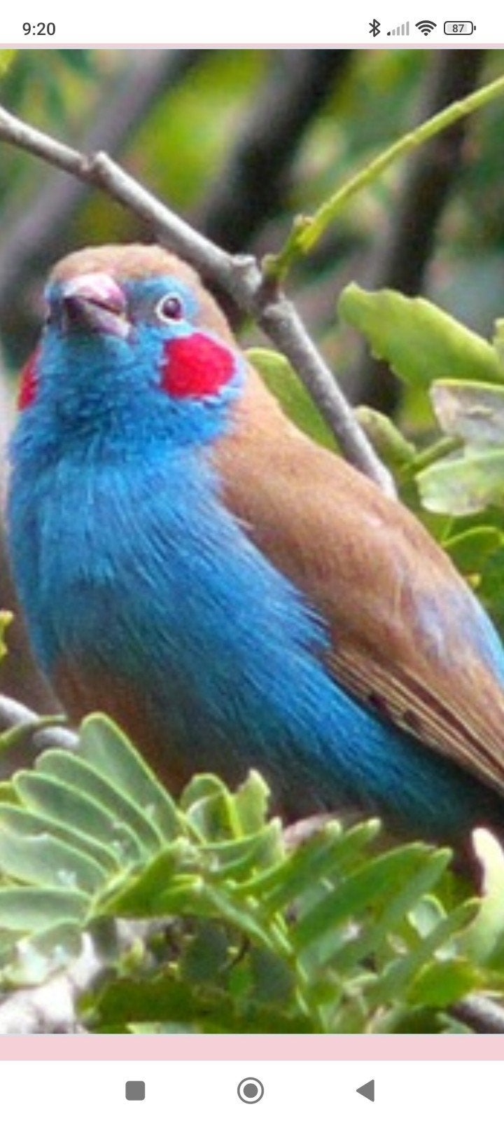 Blauw fazantje man, Dieren en Toebehoren, Vogels | Overige Vogels, Mannelijk