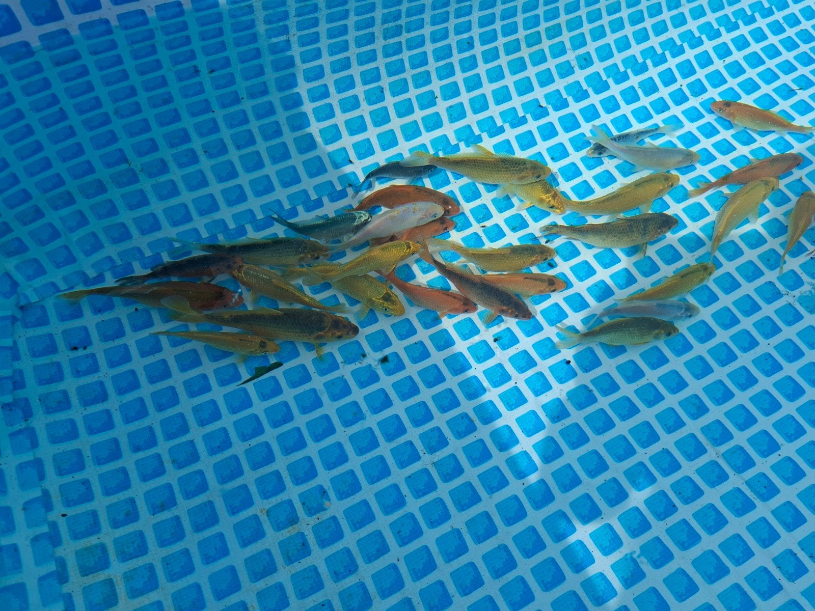 koi´s 15 tot 30 cm, Karper of Koi