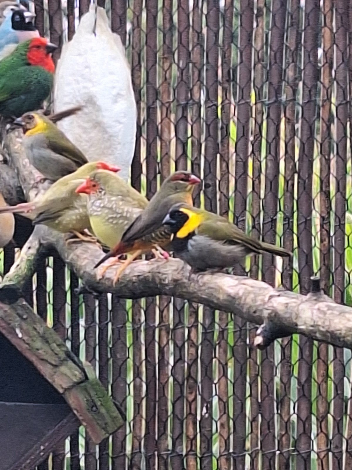 koppeltje cubavinken, Meerdere dieren
