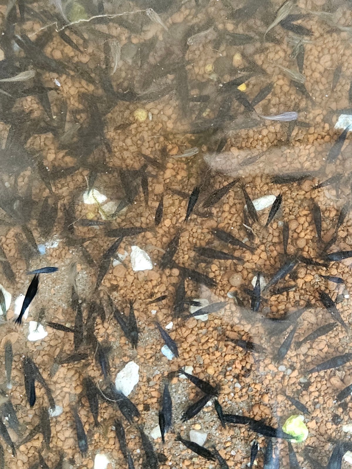 high grade blue garnalen 1.50 per stuk, Ophalen of Verzenden, Nieuw