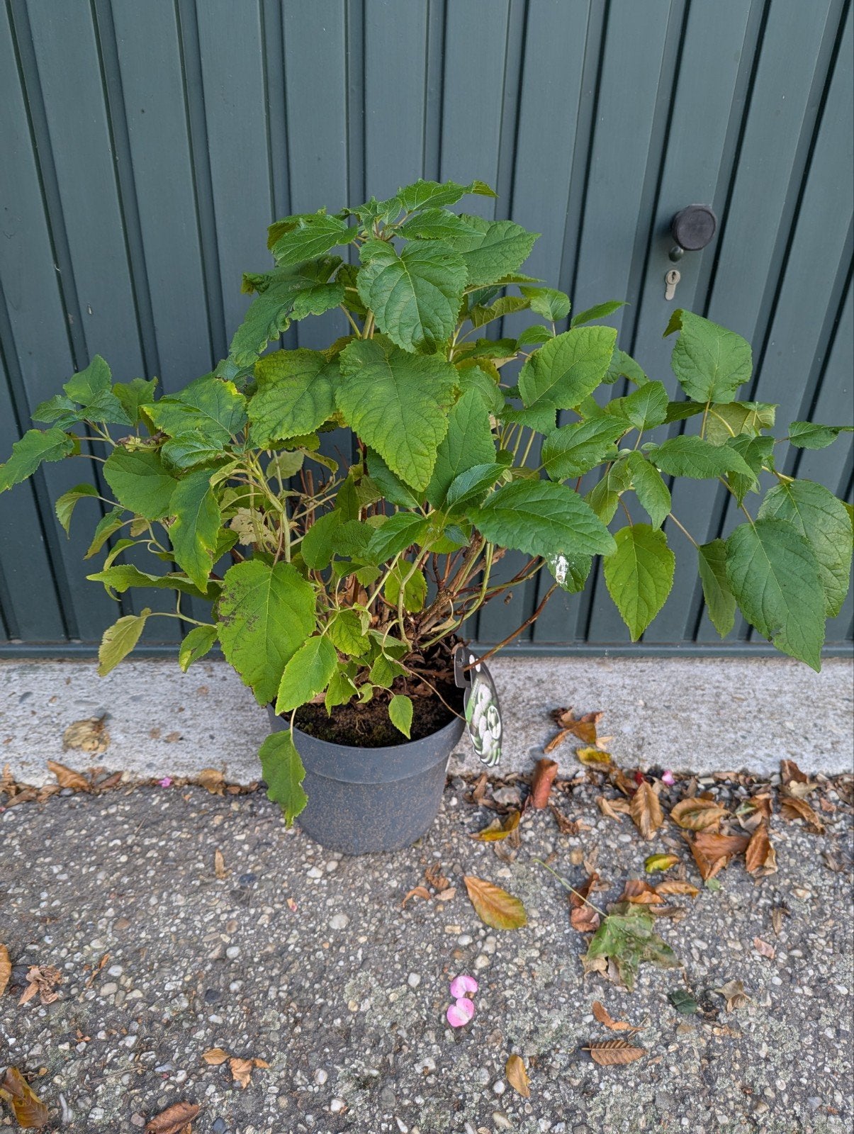 8 Grote volle Hortensia Annabelle struiken, Vaste plant, Halfschaduw, Zomer, Ophalen