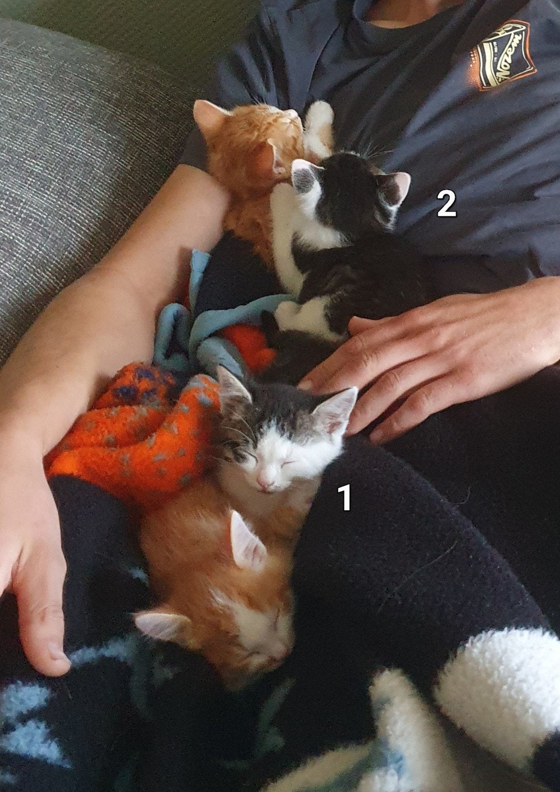 kittens, Kater