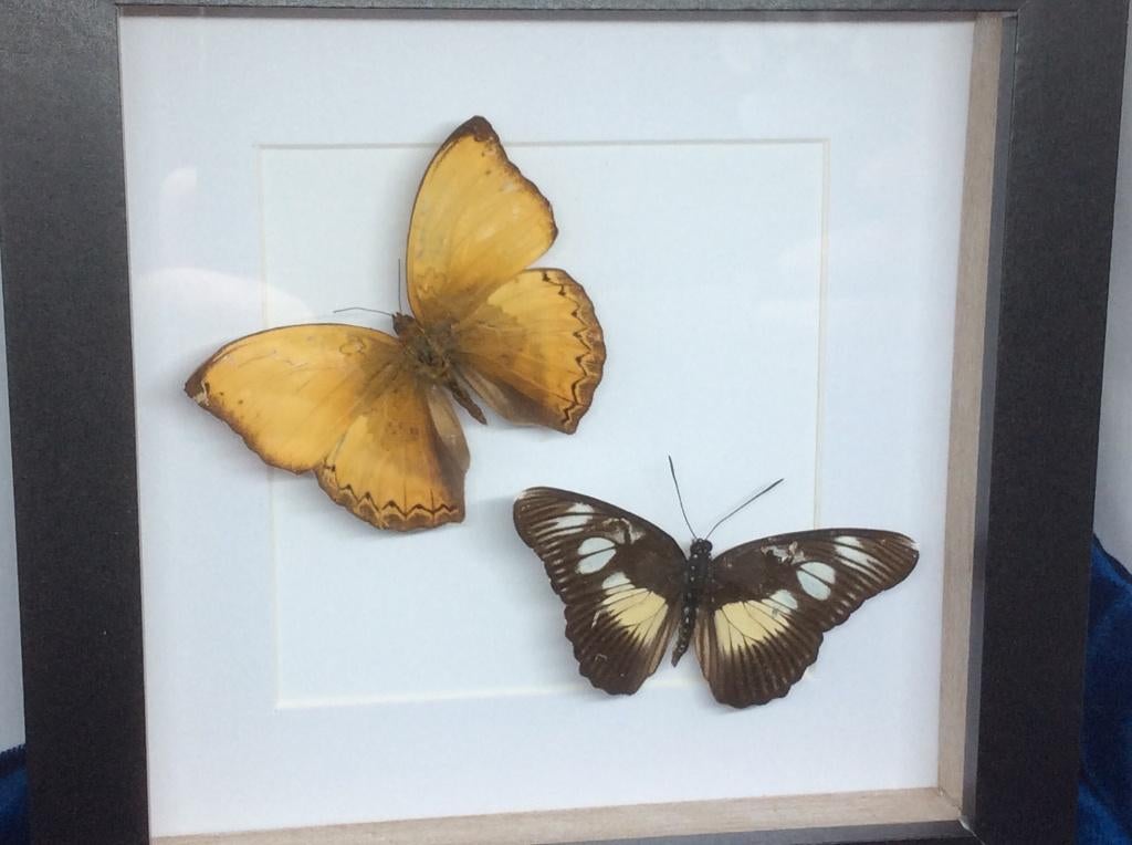vlinders Cymothoe en Heliconius, Ophalen of Verzenden, Nieuw, Insect, Opgezet dier