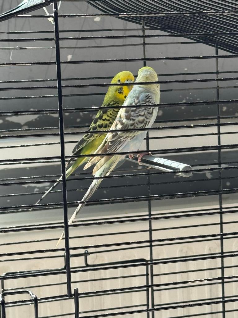 Papegaaien en kooi 150 euro, Meerdere dieren, Papegaai