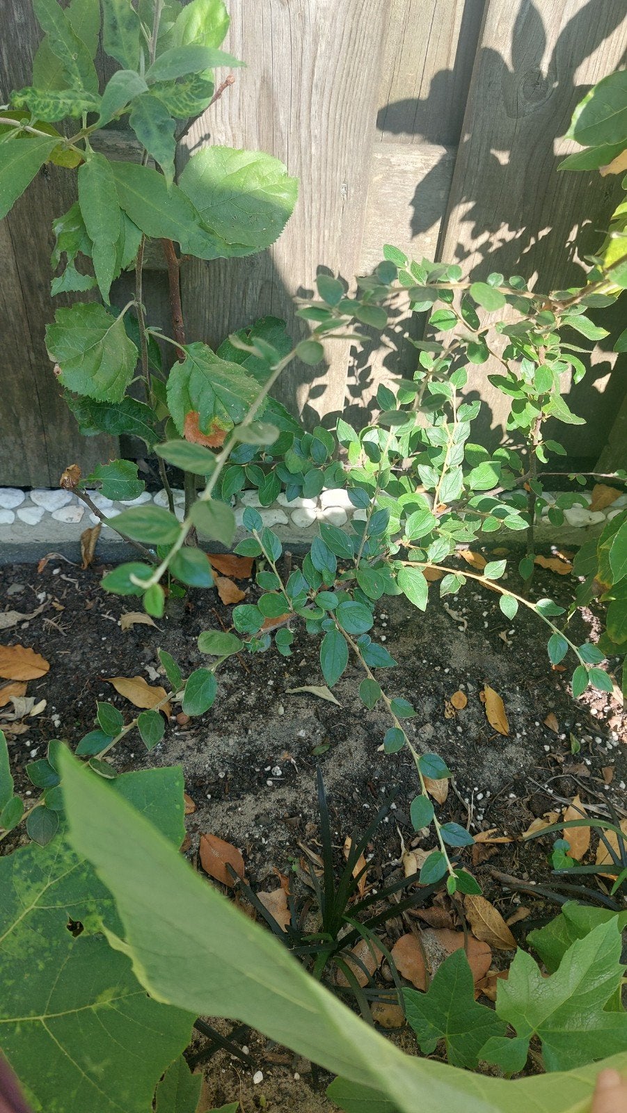 Cotoneaster dammeri, Tuin en Terras, Verzenden, Volle zon, Overige soorten, Minder dan 100 cm