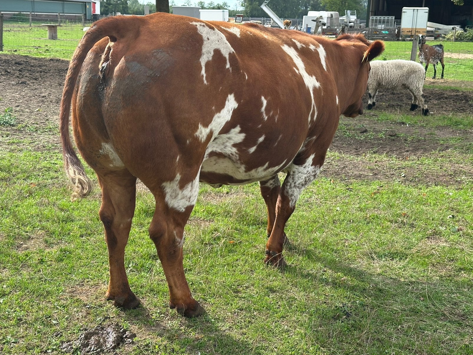 Super dikbil hoog drachtige dikbil vaarzen, Dieren en Toebehoren, Runderen, Vrouwelijk