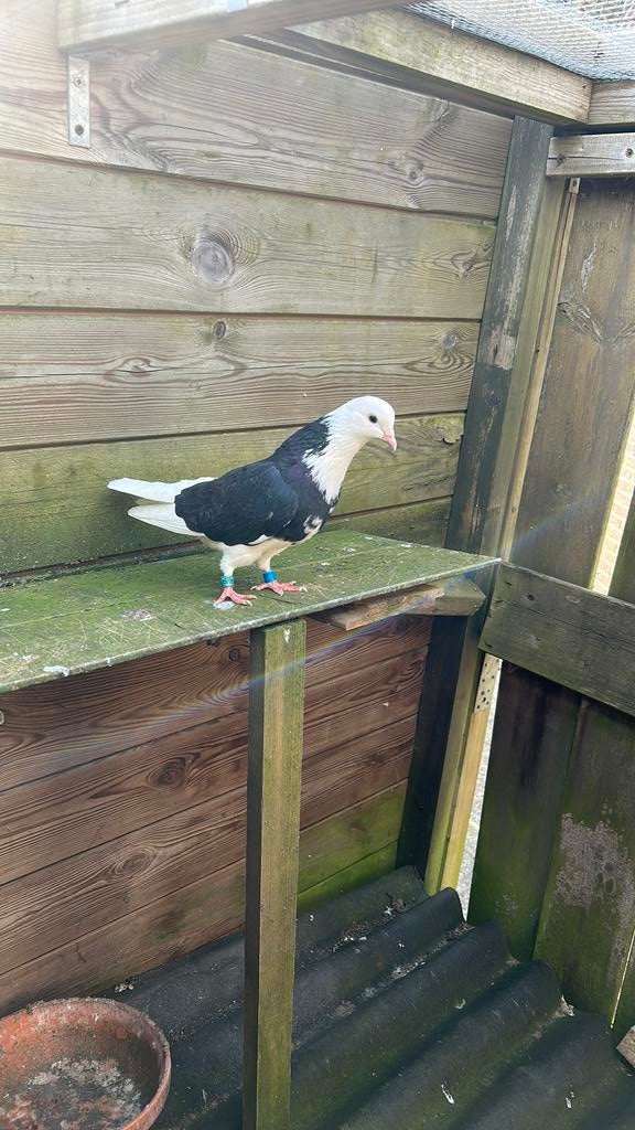 Iraanse hoog vlieger, Dieren en Toebehoren, Vrouwelijk, Overige soorten