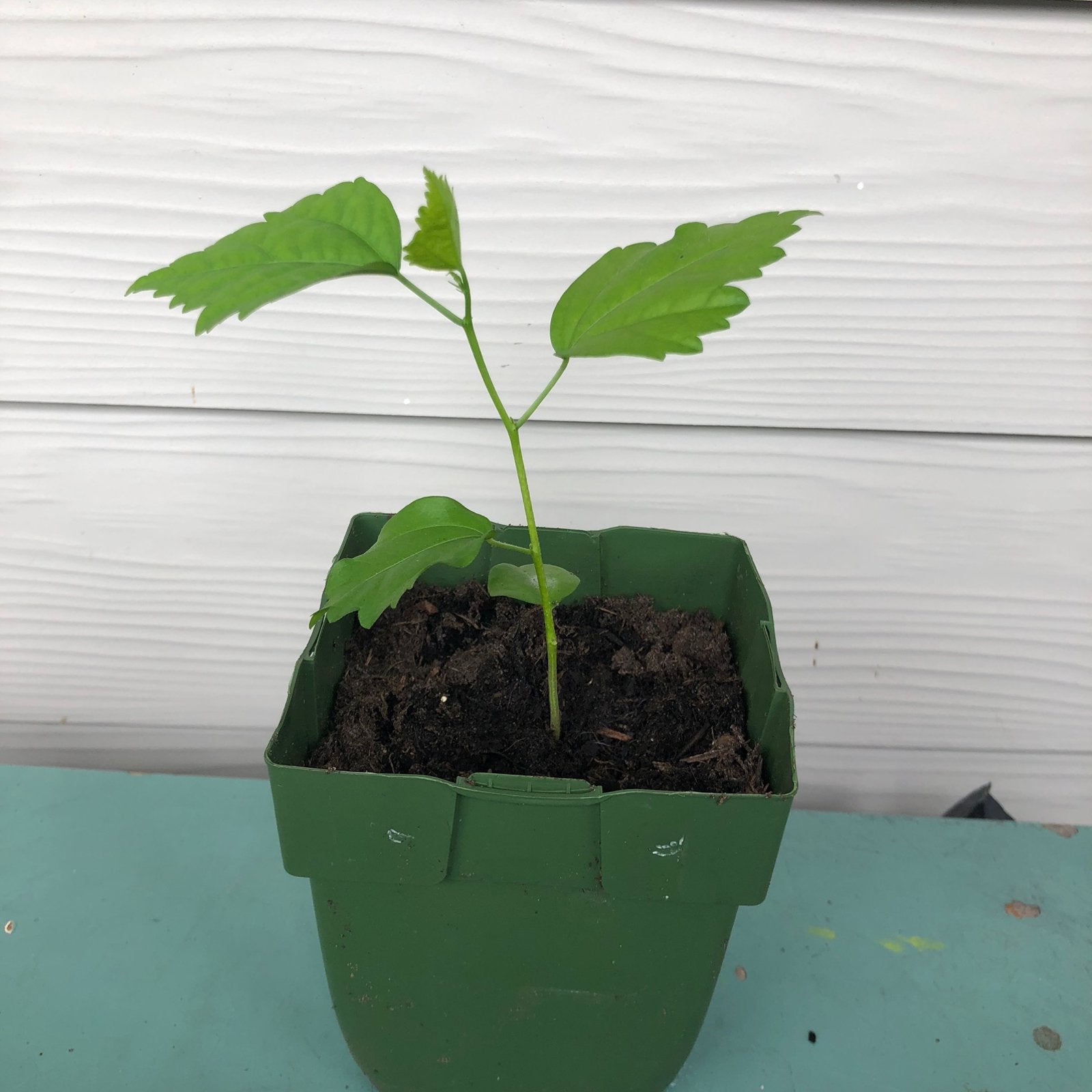 Hibiscus Paars biologisch, Ophalen, Overige soorten, Halfschaduw