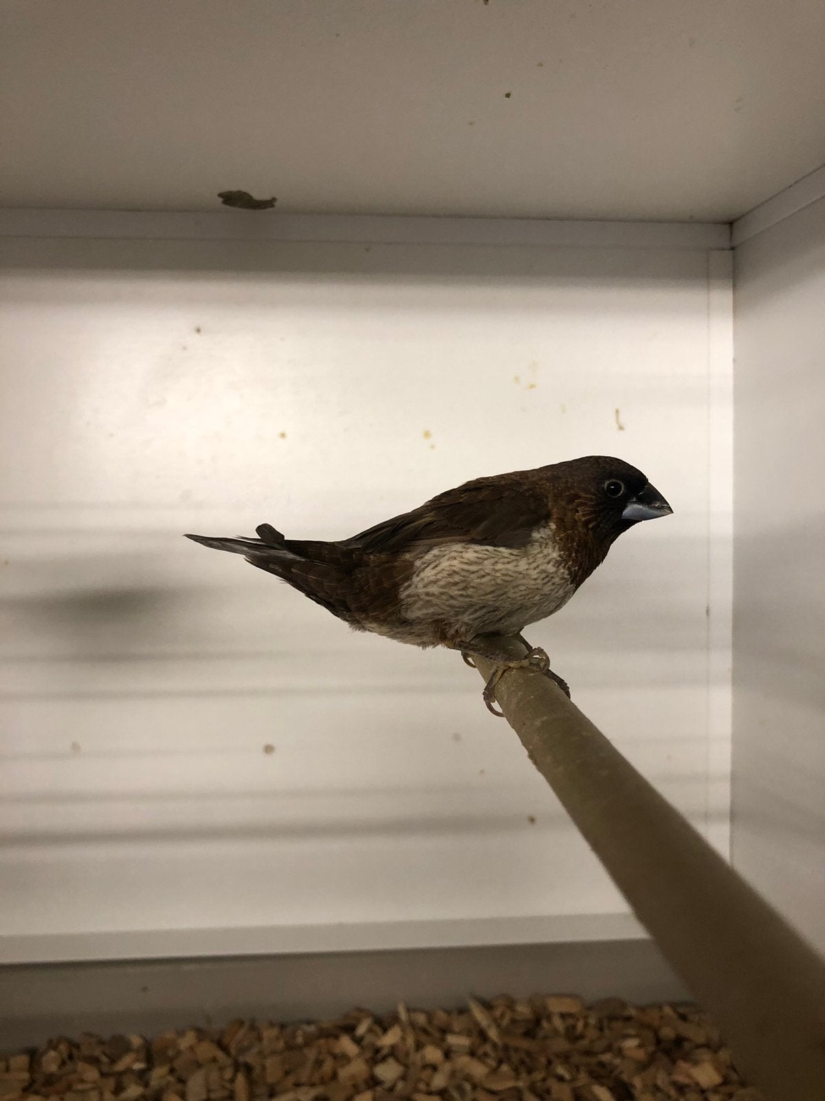 Japanse meeuwtje man, Dieren en Toebehoren, Vogels | Overige Vogels, Mannelijk