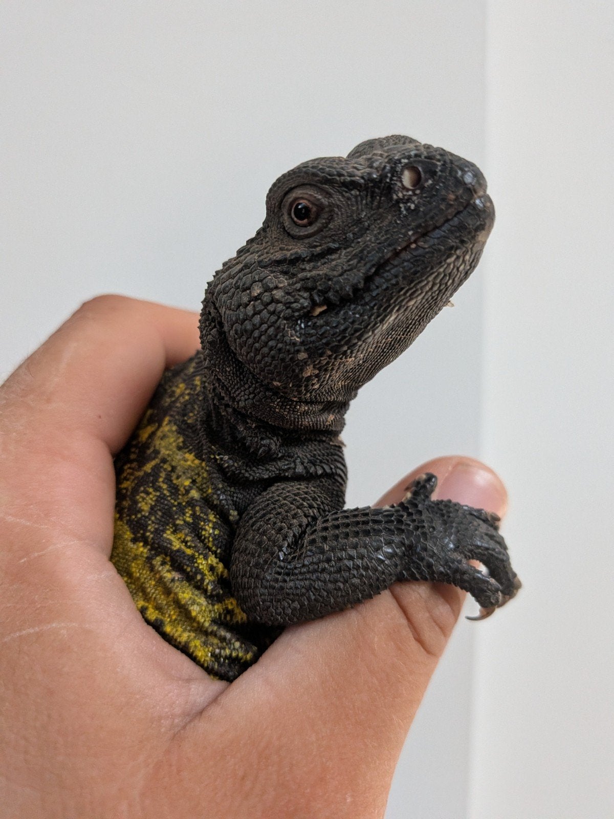 Uromastyx, pogona vitticeps, 0 tot 2 jaar