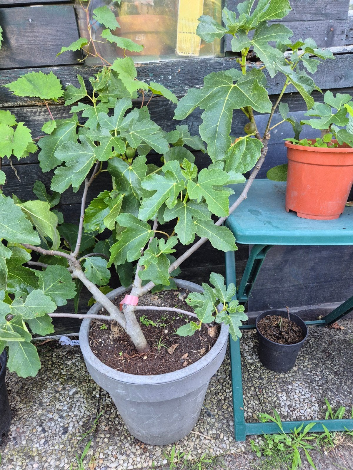 Vijgen Brown Turkey, Tuin en Terras, Planten | Fruitbomen, Ophalen, Minder dan 100 cm, Vijgenboom