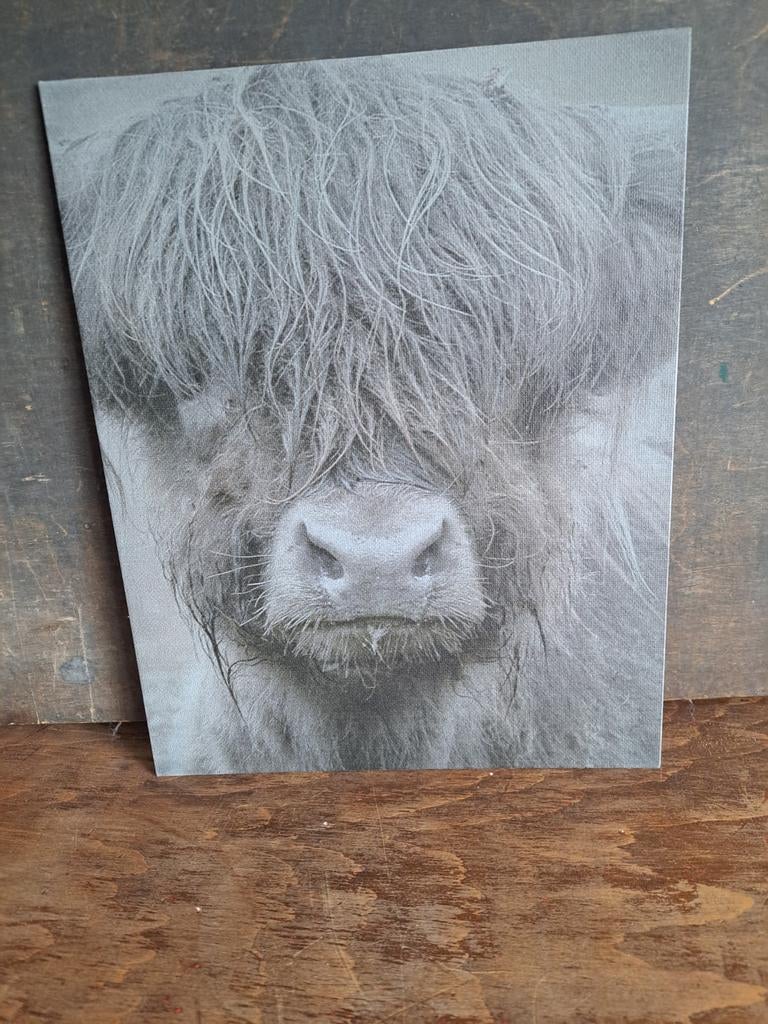Hooglander sober,landelijk, Minder dan 50 cm, Ophalen of Verzenden, Minder dan 50 cm, X