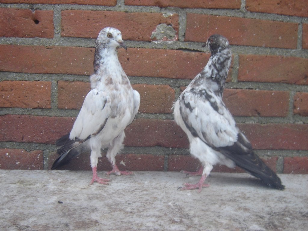 Sierduifjes.., Meerdere dieren, Overige soorten