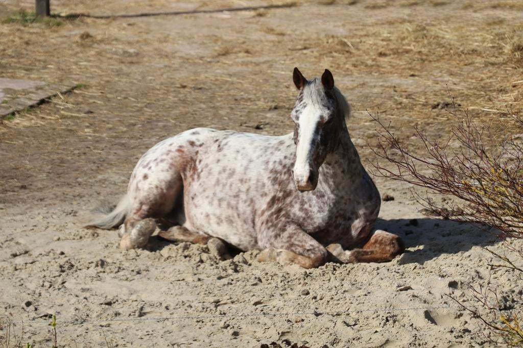 18-jarige appaloosa ruin, Dieren en Toebehoren, Pony's, E pony (1.48m - 1.57m), Met stamboom, Ruin, Niet van toepassing
