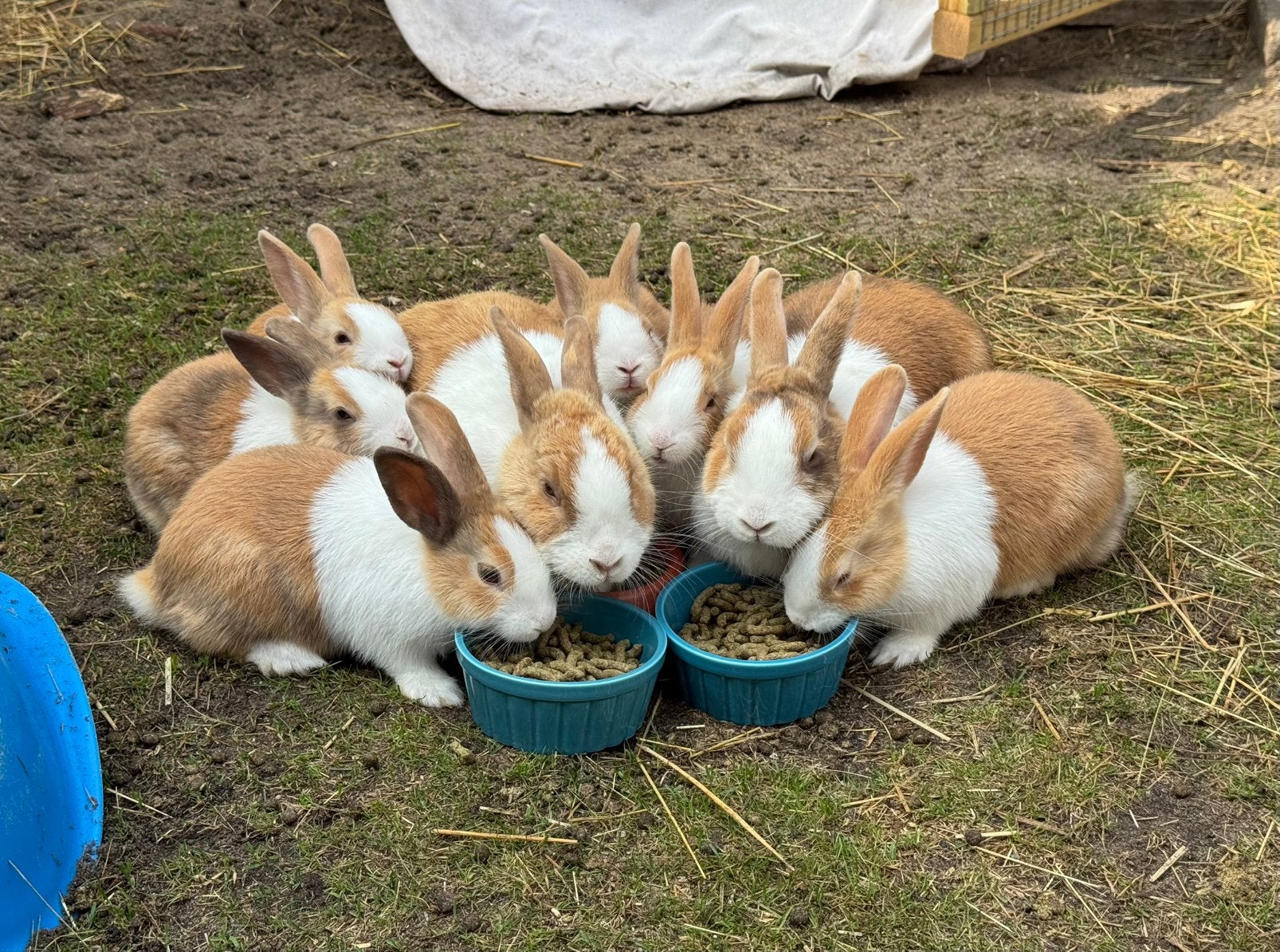 4 Hollander baby konijnen, nestje van 19 mei. Per 2 te koop., Geslacht onbekend, Klein, 0 tot 2 jaar