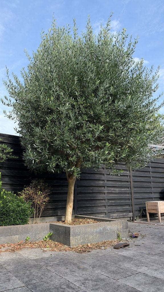 Gratis ophalen: 3 grote olijfbomen + palm | zelf uitgraven, Tuin en Terras, Bloeit niet, 100 tot 250 cm, Olijfboom, Ophalen
