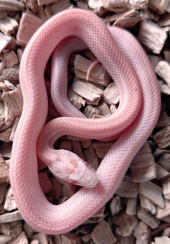 Korenslangen nk2026 (super) red factor hypo snow tess, mtly Corn Snake photo 6