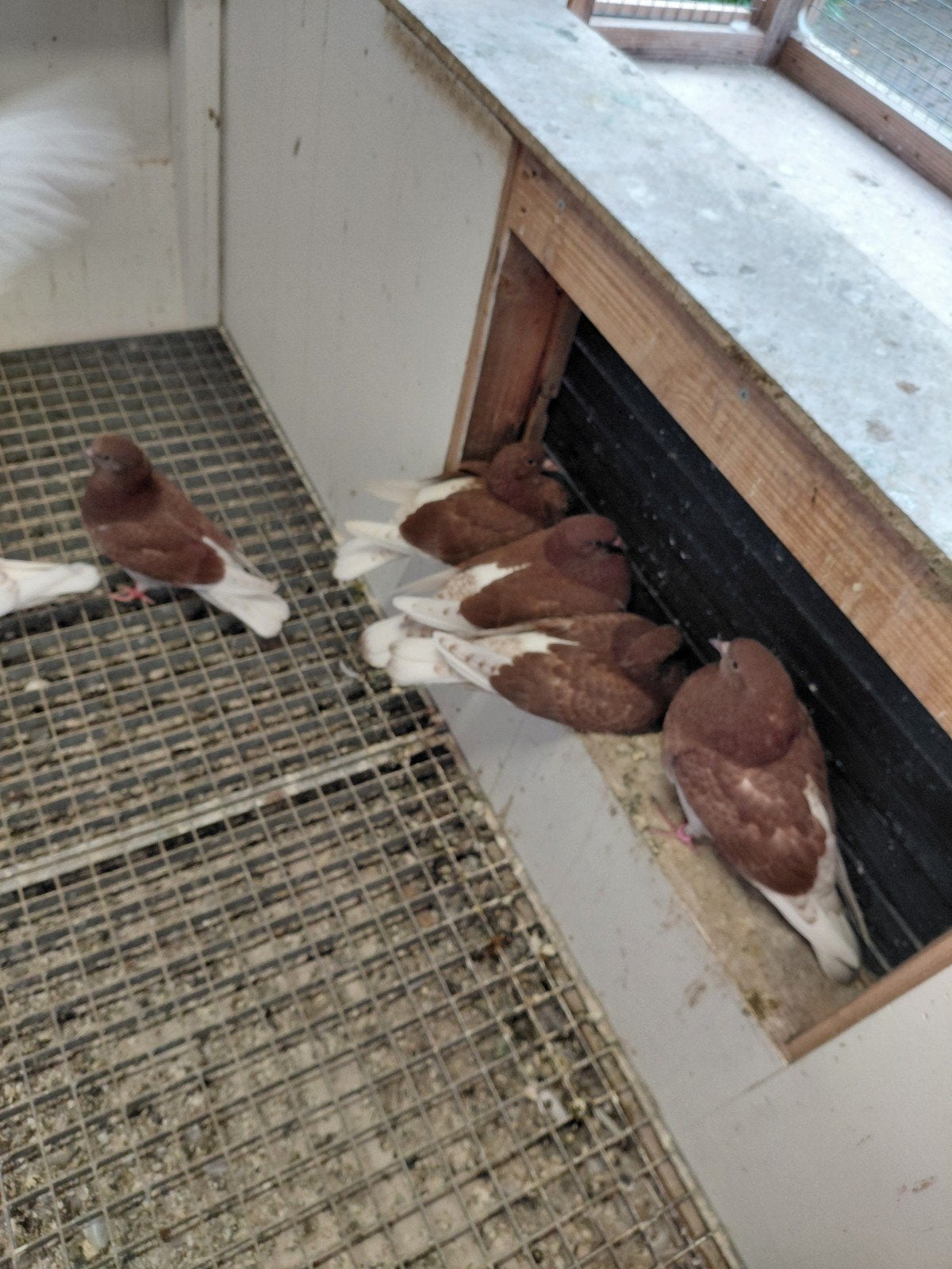 Gelderse slenken., Dieren en Toebehoren, Vogels | Duiven, Meerdere dieren