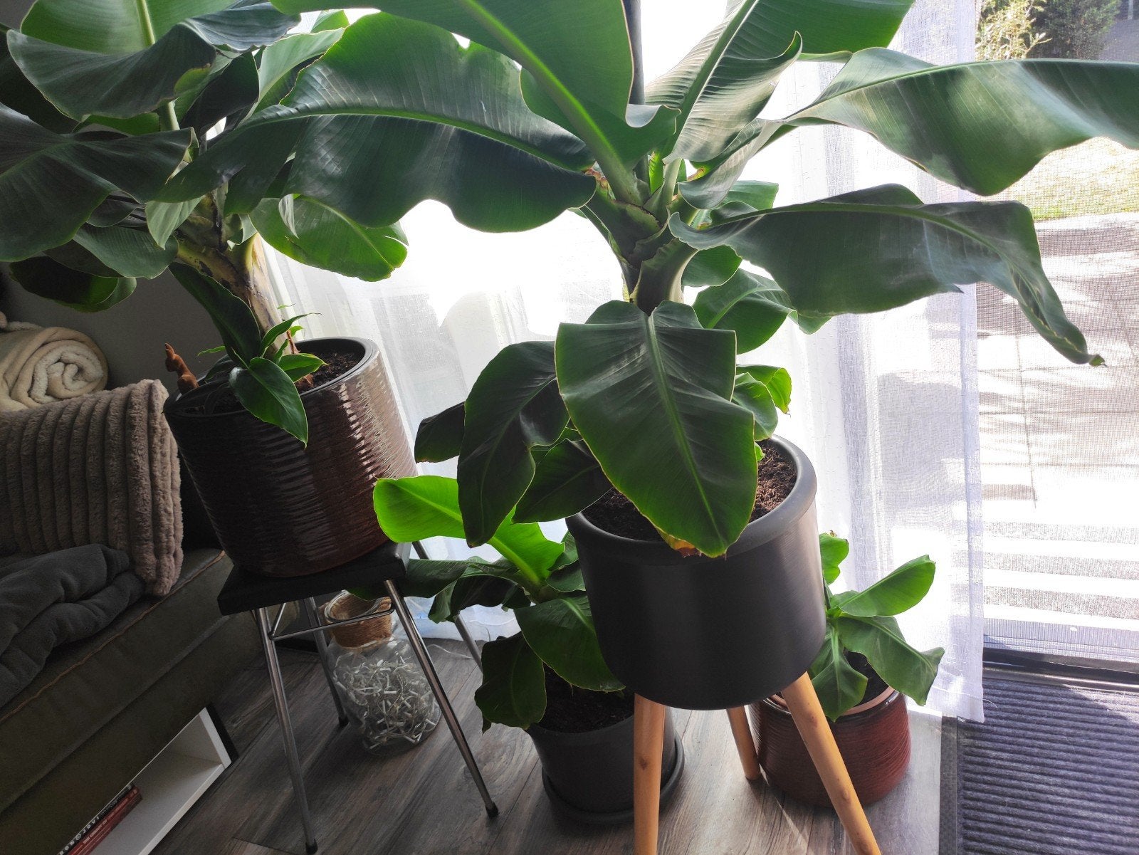Diverse bananenplanten, Ophalen, Halfschaduw, Minder dan 100 cm