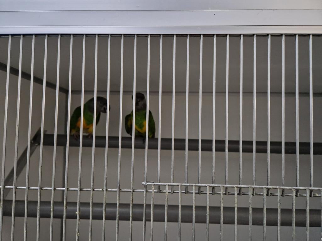 Koppel bonte boeren, Meerdere dieren, Geringd
