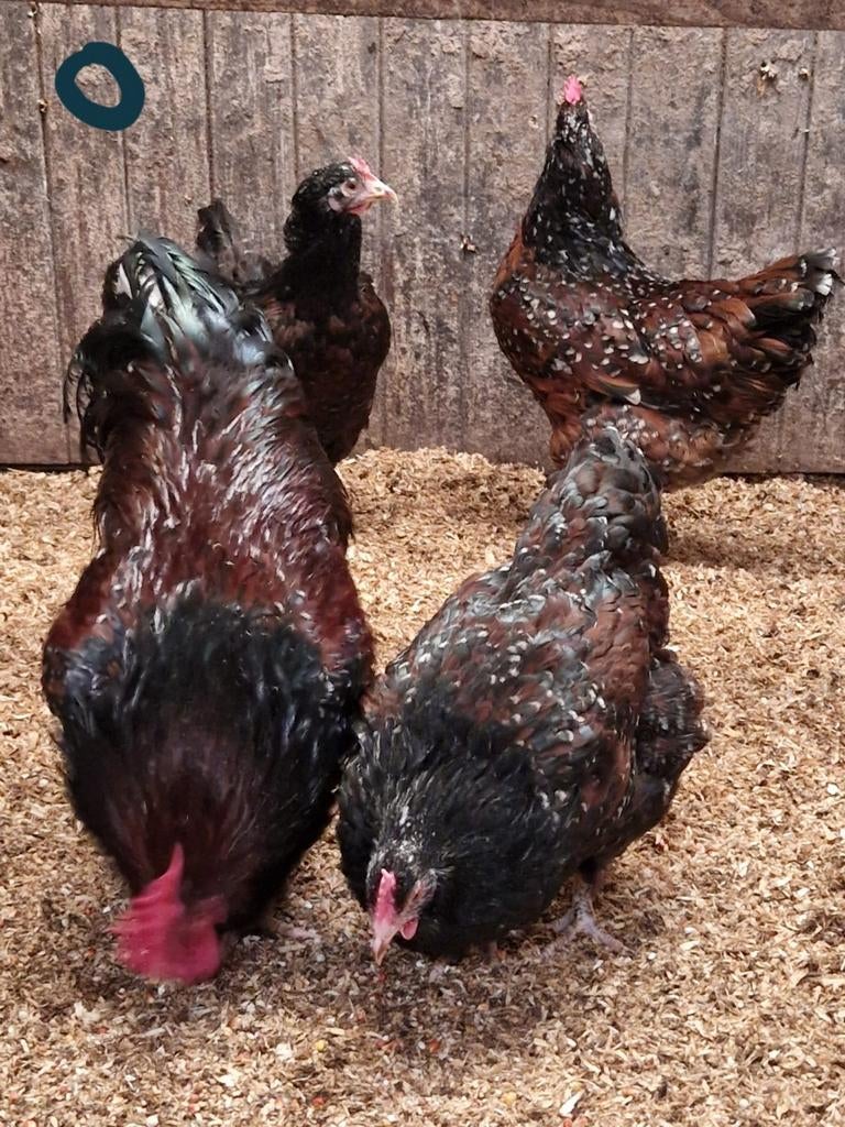 Broedeieren rood porselein Sussex., Geslacht onbekend, Kip