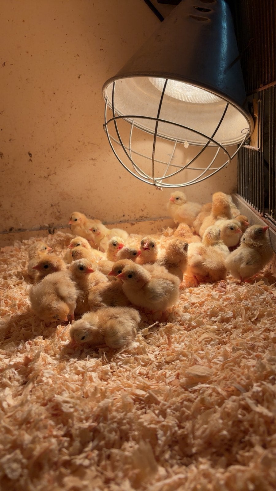 Ayam serama kuikens, Geslacht onbekend, Kip