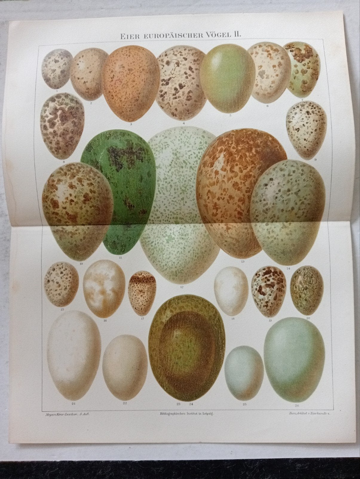 Biologie Ornithologie Litho Eieren vogels Europa 1895, Ophalen of Verzenden, Voor 1940, Gebruikt