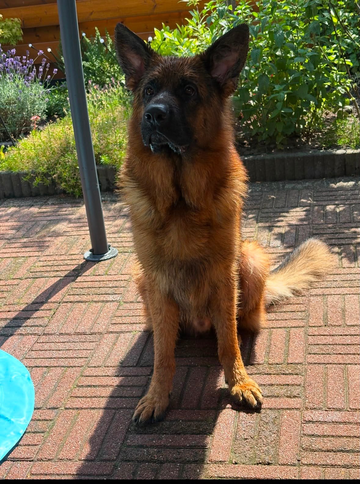 Prachtige duitse herder uit zeer goede lijnen met stamboom, Particulier, Reu, 1 tot 2 jaar, Buitenland