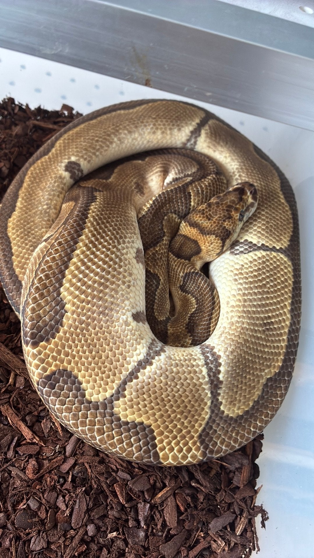 Ball python regius